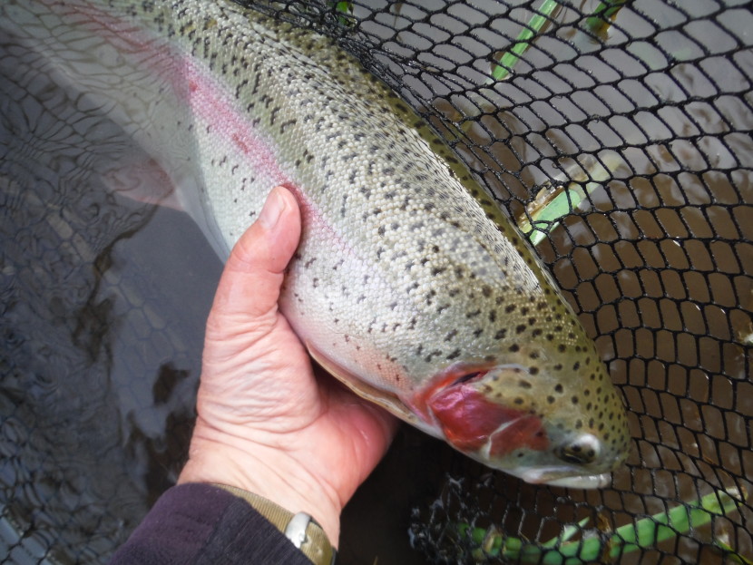 Winter rainbow